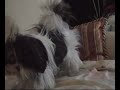 Murphy Dog