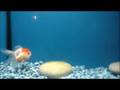 Chinese Short Bodied Red Cap Oranda