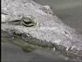 Wildlife Adventures with Steve: Everglades Wildlife Part 1