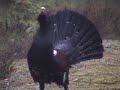 capercaillie (tetrao urogallus) display-lek
