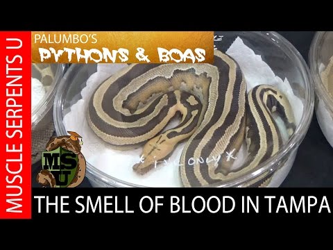 YouTube reptile video