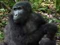 Gorilla Mother with her baby