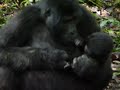 Gorilla Mother with her baby