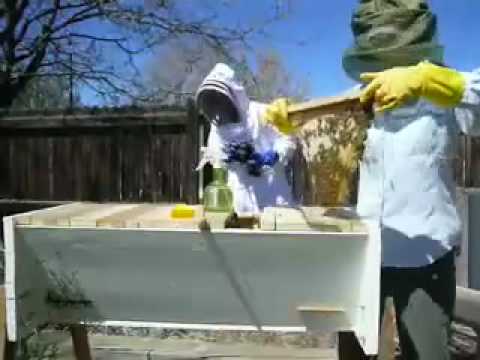 how to harvest honey from a top bar hive