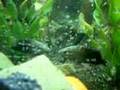 texas cichlid and the fry 