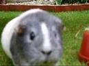 Guinea Pig