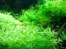 my nano