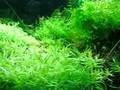 nano 21 liter