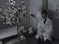 The Tree True Hollywod Story