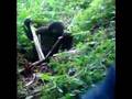 Rolling Gorilla