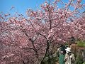 Kawazu-zakura (Cherry Blossom) in Ooi-matsuda JAPAN