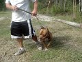 moose-one-of-my-rednose-pitbulls-playing.html