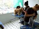Australia Dog Grooming Academy