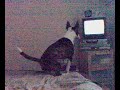 Mini EBT Watching and Talking to the TV