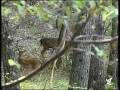 Coupling, matching, rutting season in Fallow deer