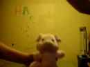 spider pig song + panda spider pig song + panda