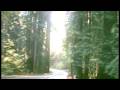 Coastal Redwoods Coastal Redwoods