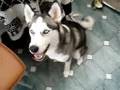 videos de Kismet training