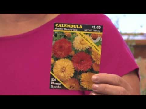 how to grow roses in a pot