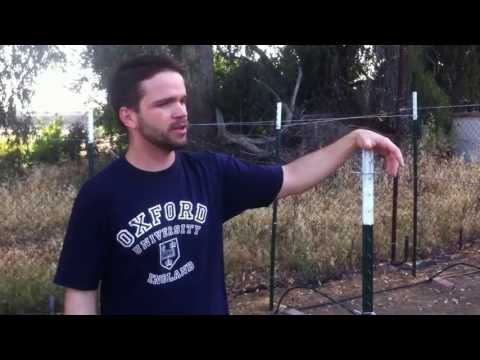 how to grow wine grapes