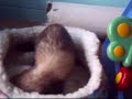 CRAZY JILL FERRETS CRAZY JILL FERRETS
