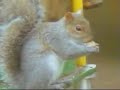 Clever Squirrel