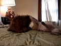 PERSIAN KITTY FIGHT BATTLE #1 Wicket vs Gandolf
