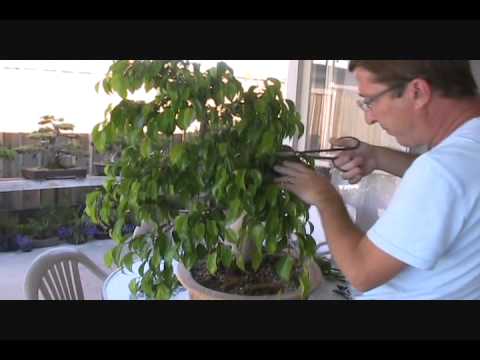 how to fertilize ficus hedges