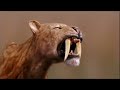 Bodies- Prheistoric Predators