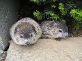 Groundhog\
