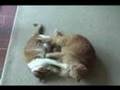 Wild Boy Cats 