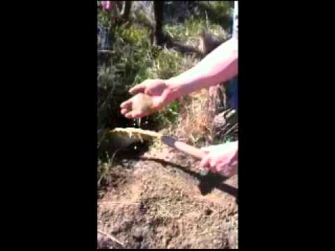 how to fill squirrel holes