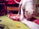 chaska-del-bagual-vs-naranja.html