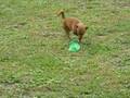 Lillo cane pazzo