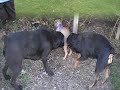 jegs bullmastiff puppy meets Brutus and Rip
