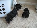 TINY TEACUP MORKIES! - www.yorkiecuties.com (video #8)