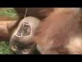 Funny Monkey