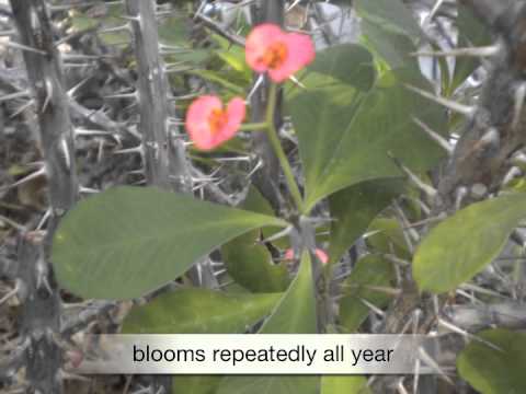 how to care euphorbia plant
