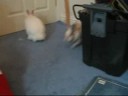 toy town adventures 10 (bunny battle)