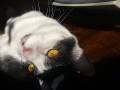 Rupert the cat training