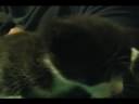 Spoodle, The Cat