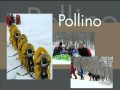 Guarda video