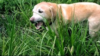 Why does my dog eat grass?