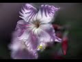 Adoro - ♪ Musica Romantica ♪