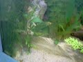 aquario agua doce 