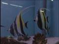 videos de Marine aquarium : A feature