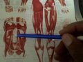 Got Low back pain? Why? Low Back Pain