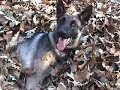 arfs german shepherd rescue inc 