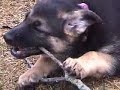 arfs german shepherd rescue inc 