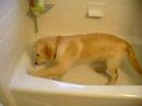 Zoey in the tub 1